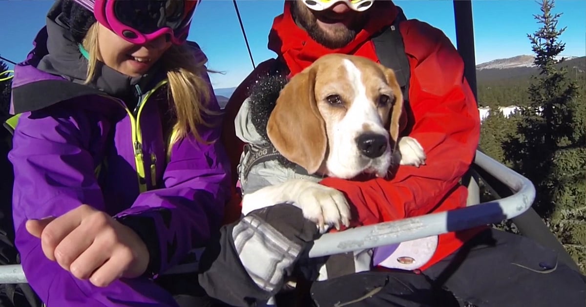 Meet Eli, the Snowboarding Dog